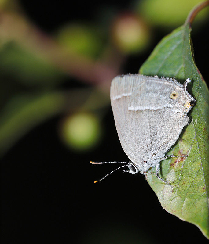 紫斑蝶(Neozephyrus quercus)